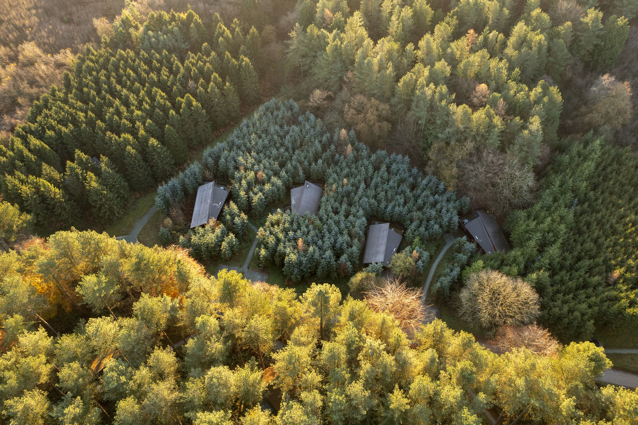 Our unique partnership with Forest Holidays Forestry England